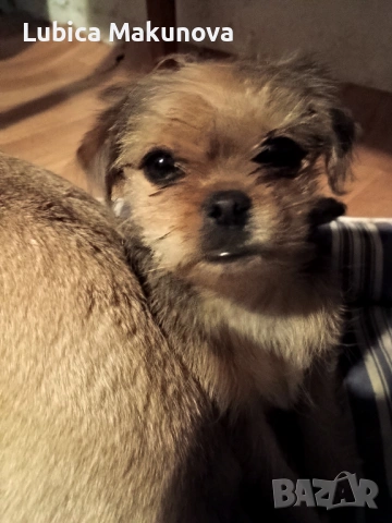 Мопс, снимка 7 - Йоркширски териер - 52815160