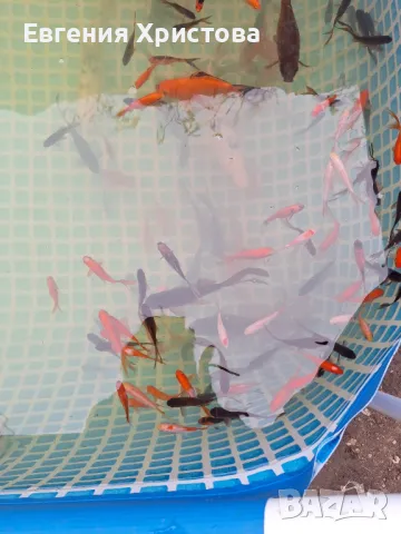 Продавам Езерни златни рибки, снимка 2 - Рибки - 50131784