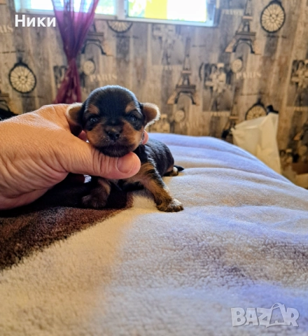 Малки мини коледарчета , снимка 5 - Йоркширски териер - 52428266