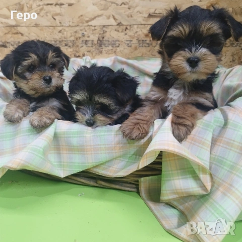 йоркширски териер , снимка 8 - Йоркширски териер - 53504599