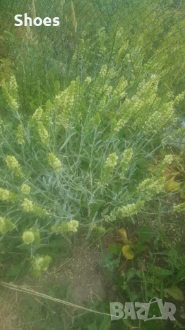 Продавам Мурсалски чай, снимка 4 - Разсади - 53995898