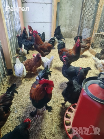 Свободни Петли , снимка 7 - Кокошки и пуйки - 52966253