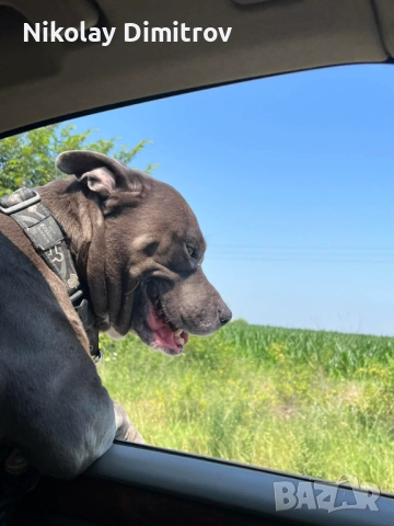 Питбул търси женска, снимка 3 - Търси партньор - 52575976
