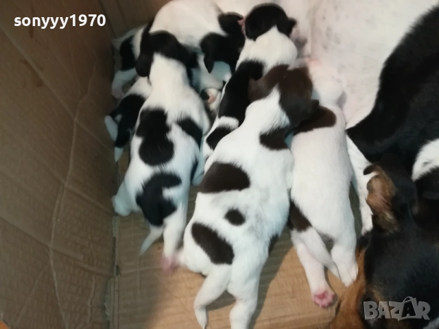 ДЖАК РЪСЕЛ-250ЛВ ЗА СЛАДКО КУТРЕ ПО ИЗБОР 2608250840, снимка 2 - Джак ръсел териер - 51491106