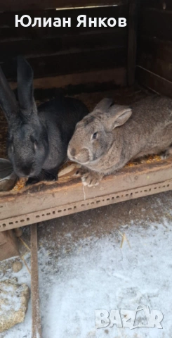    Продавам Гъски , петли ,зайци ,пуйки, снимка 3 - Патици и гъски - 50228900