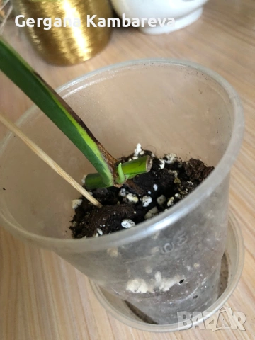 Monstera Marmorata Tricolor , снимка 4 - Стайни растения - 53383328