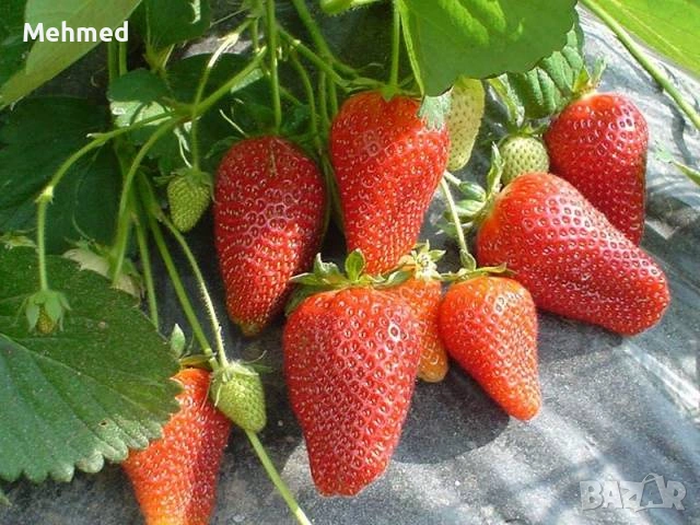 Продавам разсад целогодишни ягоди сорт Роксана