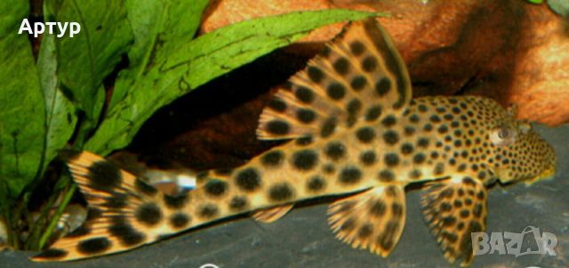 Gold Nugget Pleco L018, снимка 3 - Рибки - 46297153