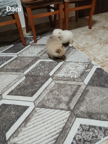 Mini Pomeran, снимка 6 - Померан - 53567326