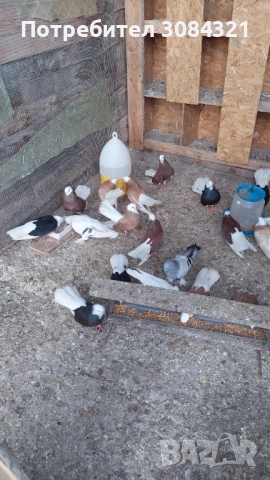 Продавам белослатински белоглави гълъби , снимка 6 - Гълъби - 52560526