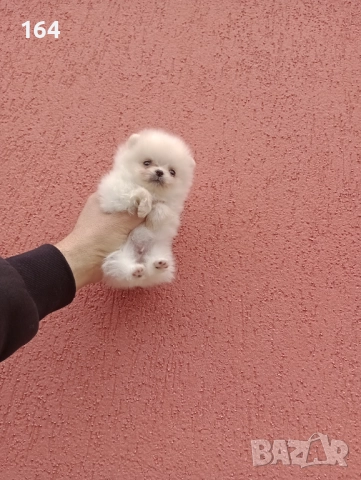 Померан. Мини момиченце. Реални снимки !, снимка 4 - Померан - 52876428