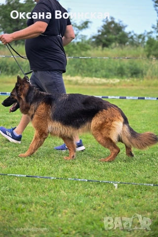 Немска овчарка, снимка 2 - Немска овчарка - 52953925