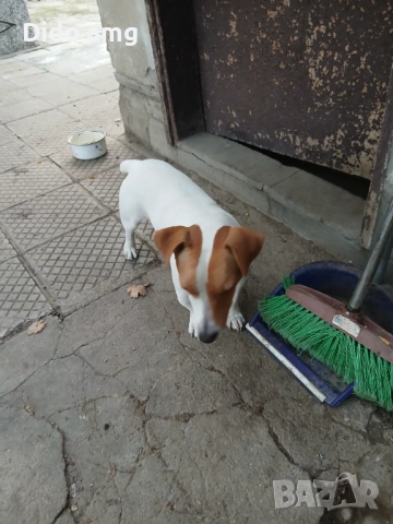 Джак ръсел за разплот, снимка 9 - Джак ръсел териер - 51892583