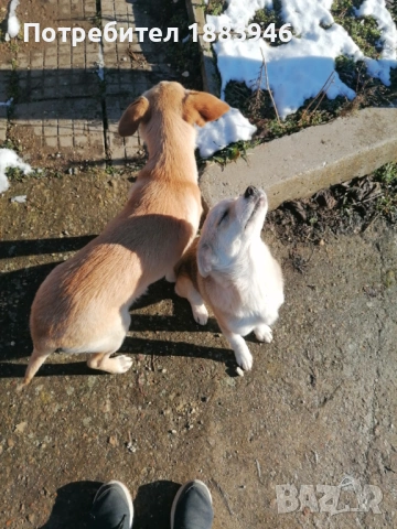 Подарявам кученца, снимка 4 - Други - 53578840