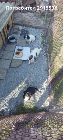 Подарявам кученца , снимка 7 - Други - 53772333