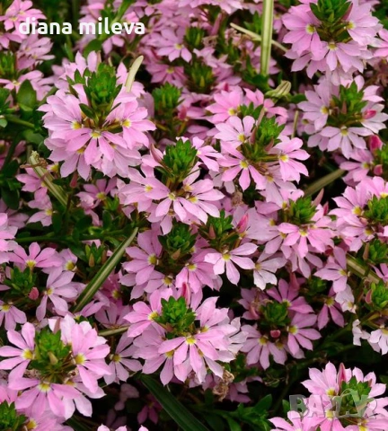 Скаевола - лилава, бяла и розова!!, снимка 8 - Градински цветя и растения - 54161547