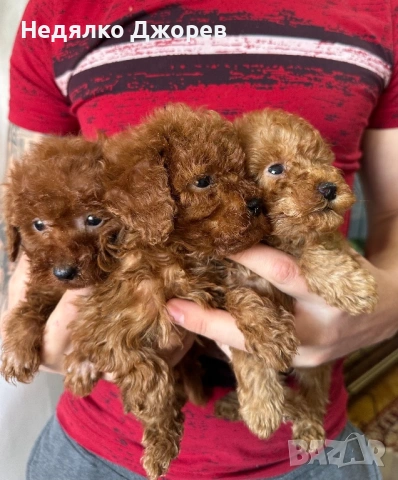 Той Пудел/Toy Poodle, снимка 3 - Пудели - 53826351