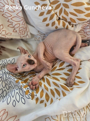 Канадски Сфинкс, снимка 13 - Сфинксове - 51349169