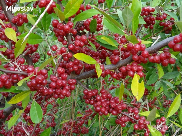 Есенна маслина , снимка 5 - Градински цветя и растения - 54244702