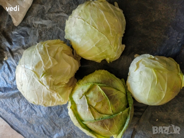 ЗЕЛЕ КЬОСЕ , снимка 3 - Разсади - 52557051