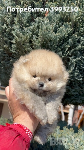 Мини момчета померан, снимка 4 - Померан - 53803711