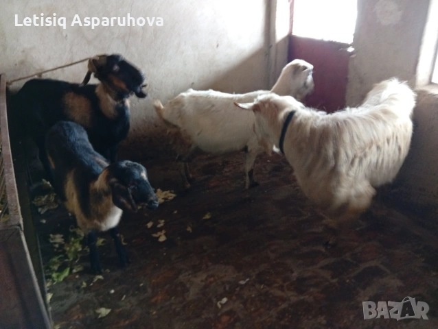 Продавам две кози и два пръча, снимка 7 - Кози - 53063534