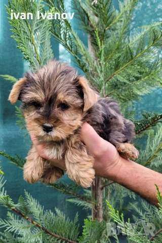 Йоркширски териер мини-мерле!!!