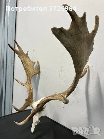 Елен лопатар , снимка 2 - Други - 50469938