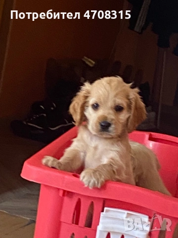 Кокер шпаньол карамел момче ваксина, снимка 7 - Кокер шпаньол - 54250228