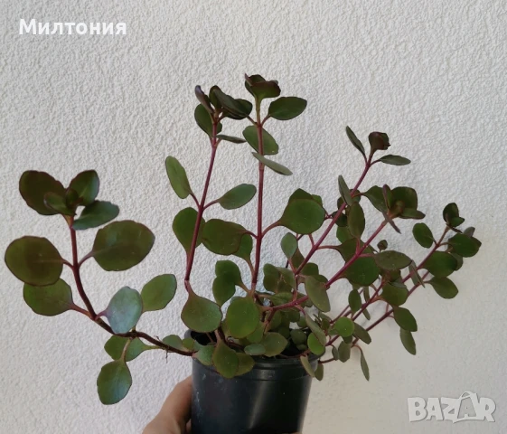 каланхое , снимка 3 - Стайни растения - 50504973