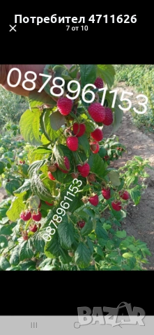 Разсад ягоди целогодишни , снимка 11 - Разсади - 53613985