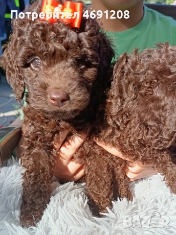 Пудел мини шоколад, снимка 2 - Пудели - 52889210