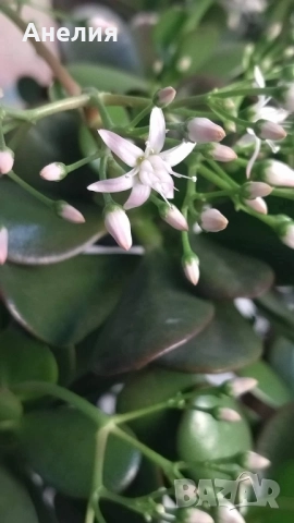 Дървото на живота красула, снимка 2 - Стайни растения - 52506277