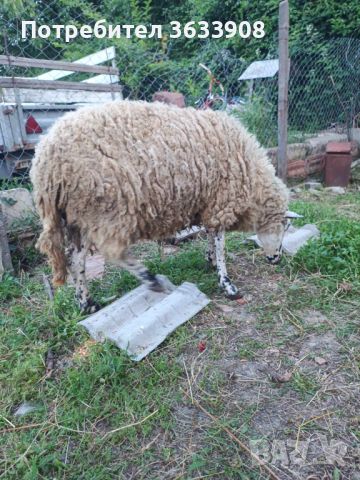 Млада овца на 2 години❗️МОЖЕ И БАРТЕР❗️, снимка 1 - Овце - 46451371