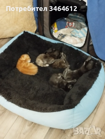 Мейн куун, снимка 10 - Мейн кун - 52592928