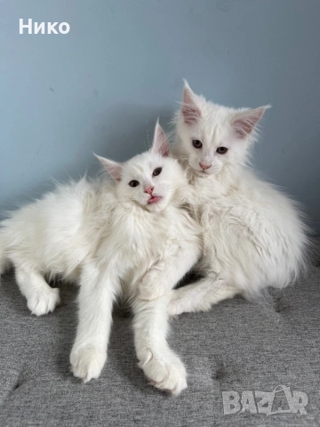 Мейн кун котенца / Мейн куун котенца / Maine coon kittens, снимка 7 - Мейн кун - 50068719