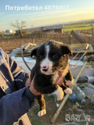 кученца Бордър коли, снимка 2 - Коли - 52945335