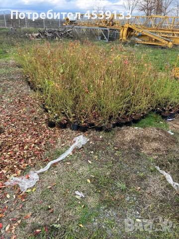 Боровинки сорт Дюк 3 годишни