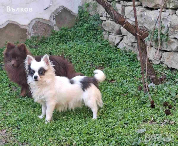 Чихуахуа Бяло със синьо