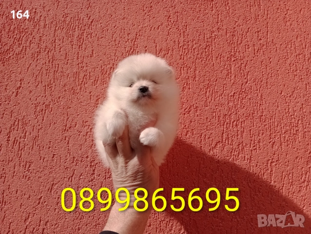 Померани.  Реални снимки от 22.02.26 г. 