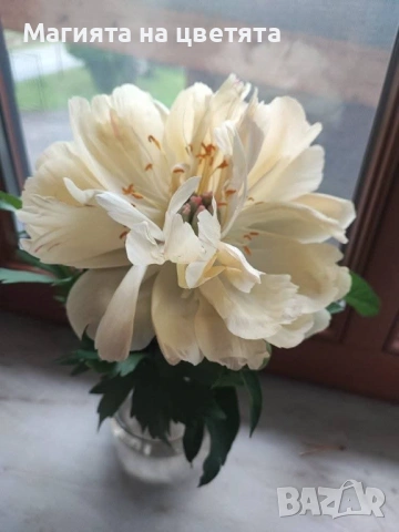 Божур Коралов залез с променящи се цветове, снимка 5 - Градински цветя и растения - 54137685