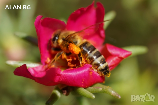 Обектив Sony SEL90M28G FE 90mm F2.8 Macro G OSS Full-Frame E-Mount Macro Lens, снимка 4 - Обективи и филтри - 51987775