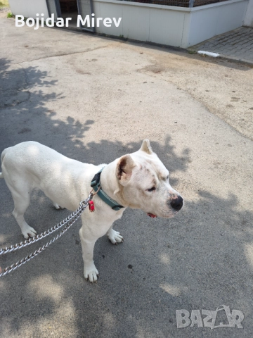 Мъжки за разплод Стра Загора , снимка 4 - Дого аржентино - 52661585