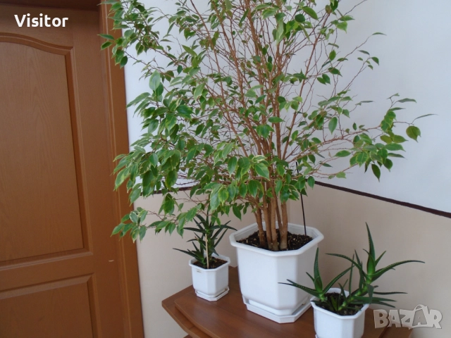 Sony Cyber-shot DSC-W800   20.1МРх, снимка 14 - Фотоапарати - 52805253