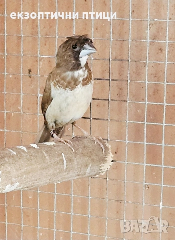 Двойка Японски Амадини , снимка 2 - Амадини - 54139014