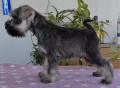 Мини шнауцер, женско Salt & Pepper , снимка 5