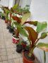 червен банан маурелий, снимка 1 - Градински цветя и растения - 43203940
