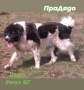 Сертифициран Развъдник продава българско овчарско куче / каракачанка, снимка 4