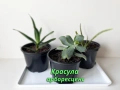 Сукуленти Алое и Красула, снимка 2