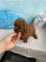 Той Пудел/Toy Poodle, снимка 5